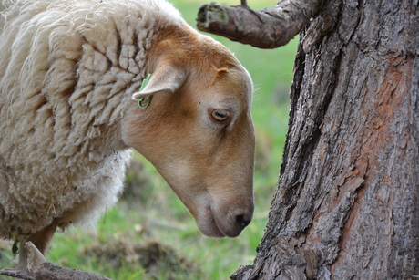 Schaap bij boom