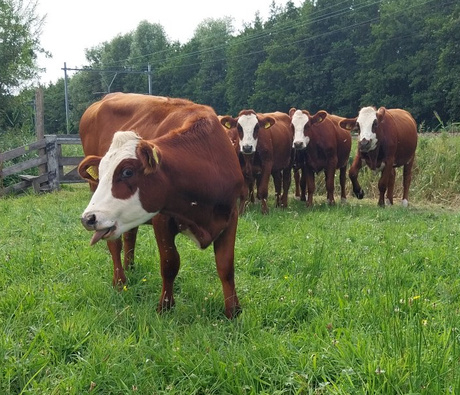 Blaarkoppen op landgoed Wassergeest. Met op de achtergrond de spoorlijn van Leiden naar Haarlem. 