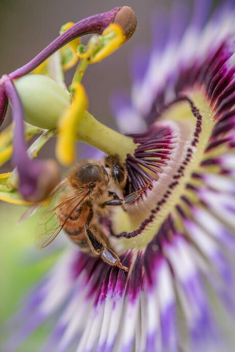 Honingbij geniet intens van een passiebloem 