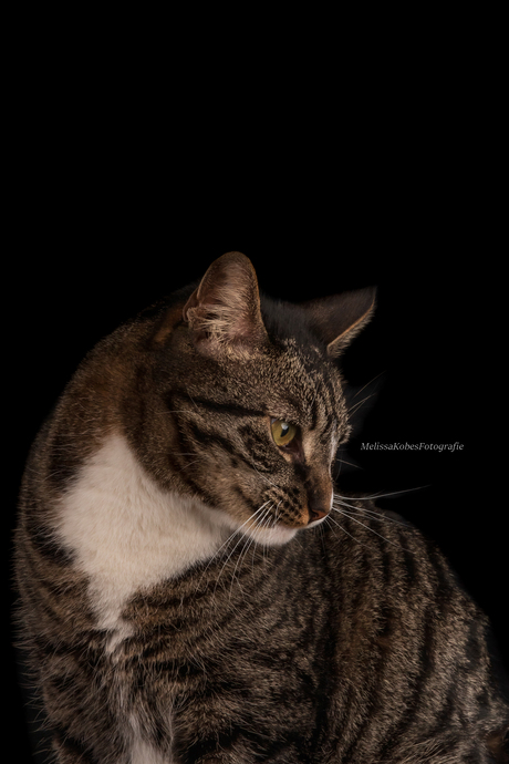 studio fotografie poes