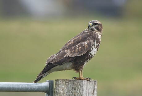 Buizerd