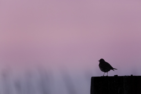 Graspieper na zonsondergang