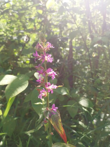 Orchidee 