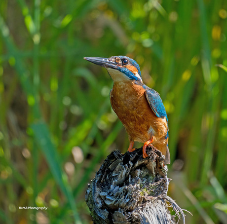 De IJsvogel.