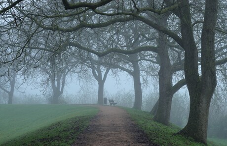 Misty morning