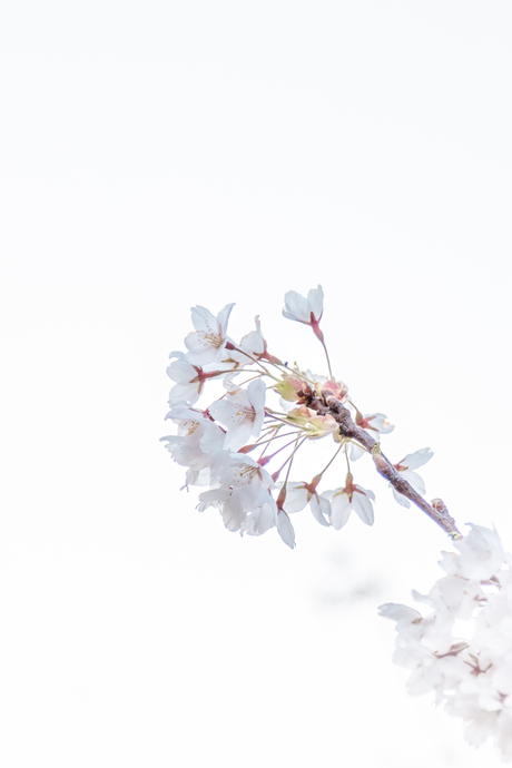 Japanse kersenbloesem