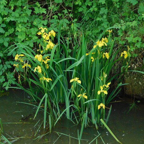 Gele lis - Iris pseudacorus