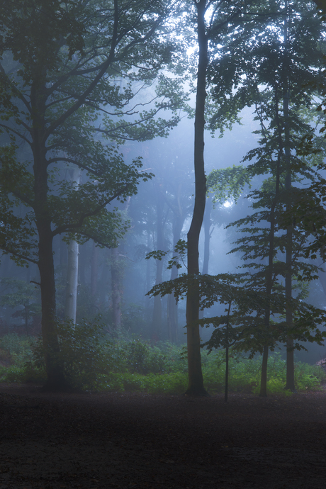 Clingendael bos