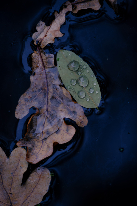 Herfstbladeren in het water