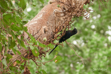 Common Scimitarbill