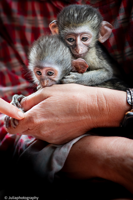 Connection of the heart.