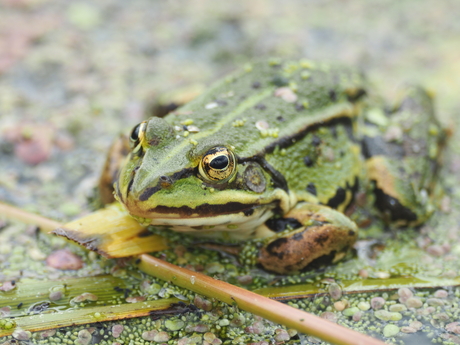 Groene kikker