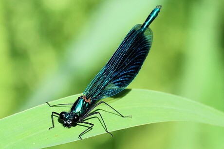 mooi blauw...