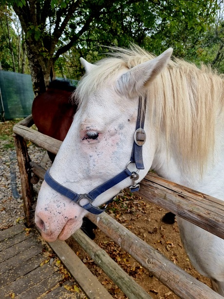 Wit paard