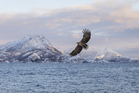 Zeearend in Noorwegen