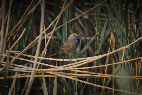 Blauwborst