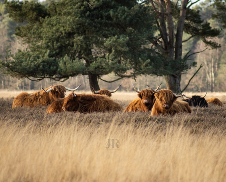 Schotse hooglanders 