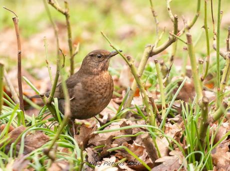 De tuinvrouwen , mereldames, zijn gearriveerd