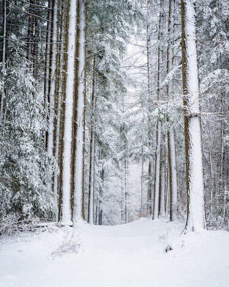 Winter's quiet path