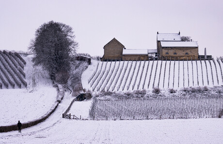 Wijn Domein Apostel Hoeve 