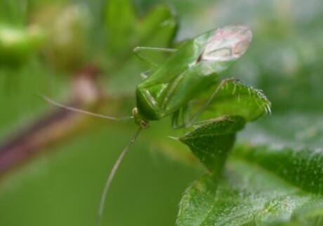 Groene appelschaduwwants