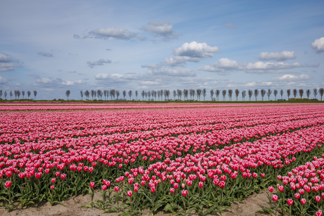 Wolkenlucht, dijk en tulpen (2)