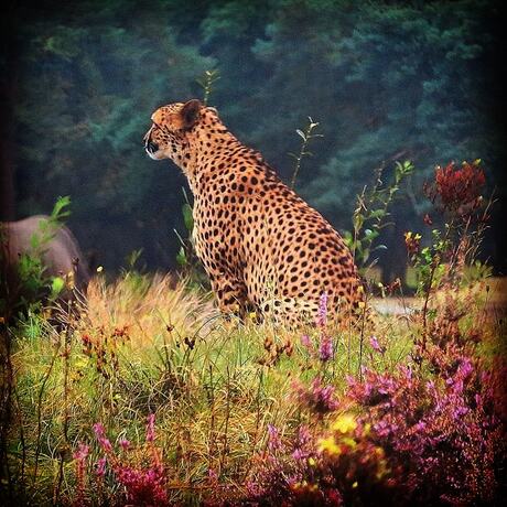 Autumn cheeta