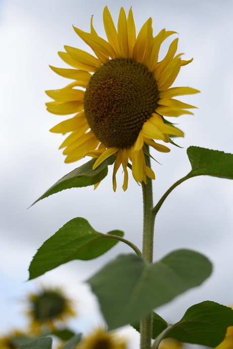 zonnebloem in volle glorie