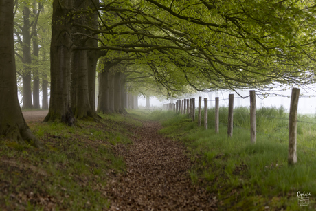 Mist