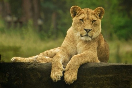 King of the world 