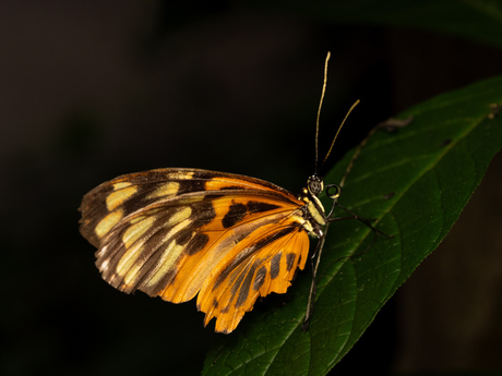 Vlinder in de mangrove