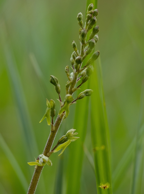 Grote keverorchis