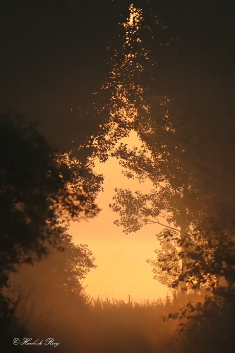 Zon's opkomst achter de bomen