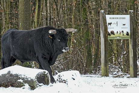 Natuurgebied de Maashorst 