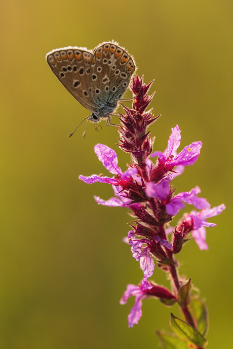 Brown vs Blue!