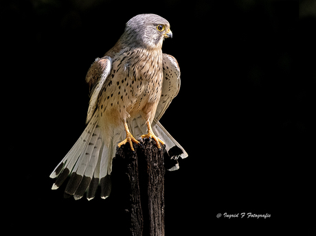 Concentratie