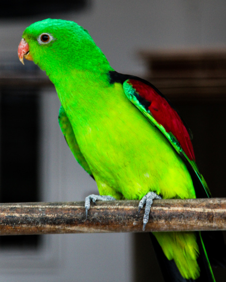 Aprosmictus erythropterus