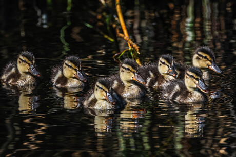 ffn opletten allemaal