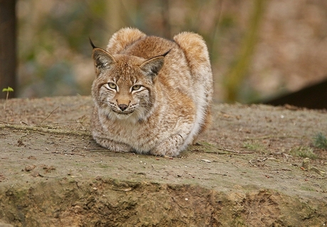 Lynx