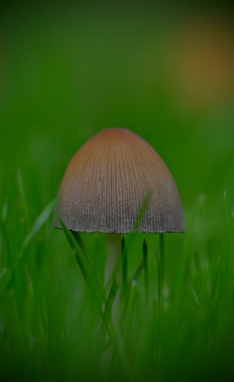 Zwavelkopje