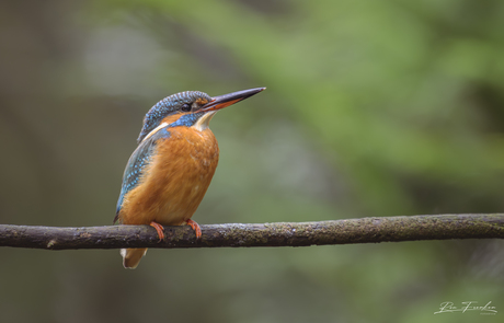 Ijsvogel / Kingfisher