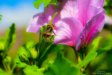 Aardhommel met Stuifmeel 