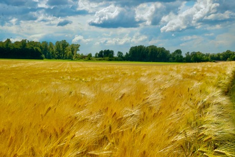 Van Gogh in de Ooijpolder