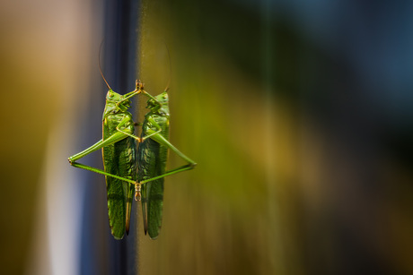Doublle Grasshopper