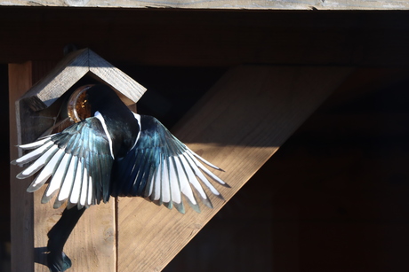 Is bedoeld voor de kleintjes