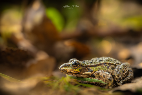 Groene kikker