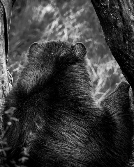 Heb er nu even geen zin in...