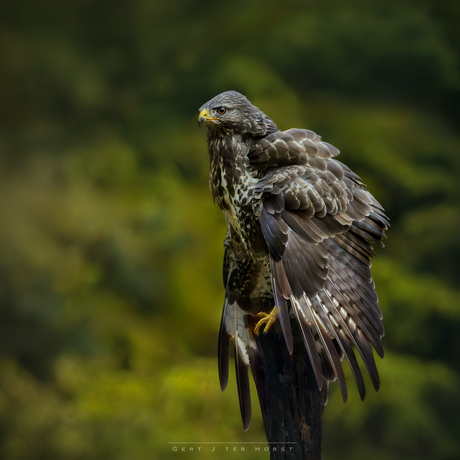 Buizerd maakt zich groot