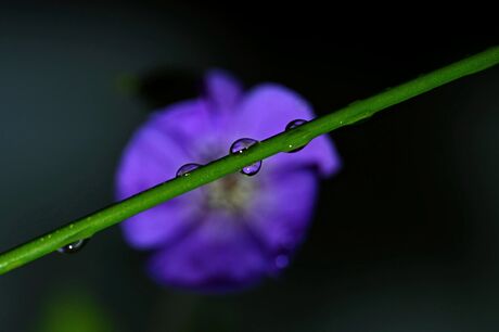 druppel fotografie 2