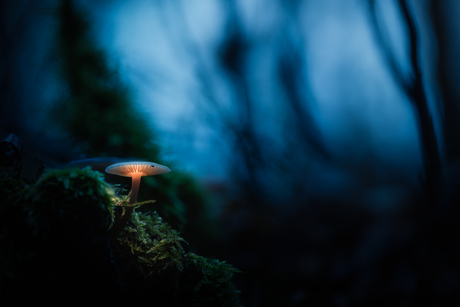 Licht in het spookbos